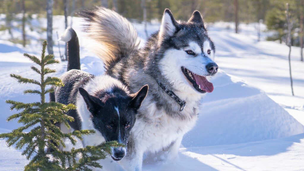 20240403 DSC5264 1024x576